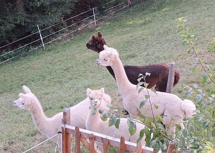 Almchalet Weberhof * Going am Wilden Kaiser