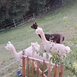 Almchalet Weberhof * Going am Wilden Kaiser