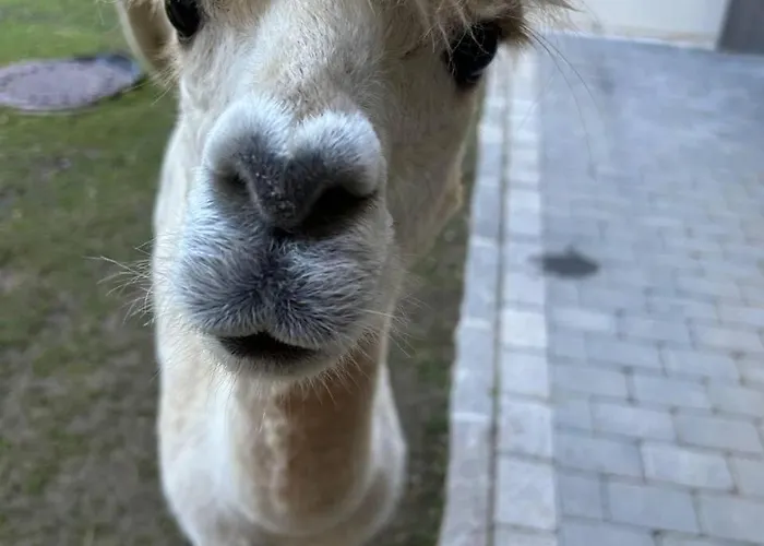 Апартаменты Almchalet Weberhof